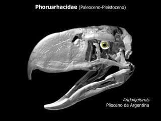 Andalgalornis
Plioceno da Argentina
Phorusrhacidae (Paleoceno-Pleistoceno)
 