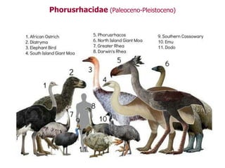 Phorusrhacidae (Paleoceno-Pleistoceno)
 