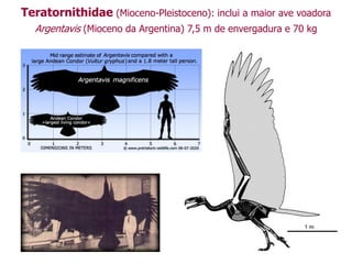 Teratornithidae (Mioceno-Pleistoceno): inclui a maior ave voadora
Argentavis (Mioceno da Argentina) 7,5 m de envergadura e 70 kg
 