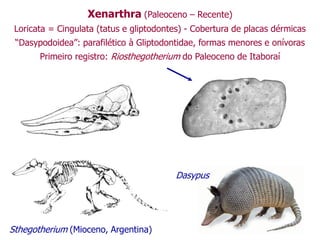 Xenarthra (Paleoceno – Recente)
Loricata = Cingulata (tatus e gliptodontes) - Cobertura de placas dérmicas
“Dasypodoidea”: parafilético à Gliptodontidae, formas menores e onívoras
Primeiro registro: Riosthegotherium do Paleoceno de Itaboraí
Sthegotherium (Mioceno, Argentina)
Dasypus
 