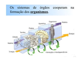 Os sistemas de órgãos cooperam na
formação dos organismos.
 