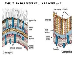 ESTRUTURA DA PAREDE CELULAR BACTERIANA:
 