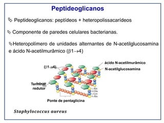 Peptideoglicanos
N-acetilglucosamina
(14)
 Peptideoglicanos: peptídeos + heteropolissacarídeos
 Componente de paredes celulares bacterianas.
Heteropolímero de unidades alternantes de N-acetilglucosamina
e ácido N-acetilmurâmico (14)
ácido N-acetilmurâmico
Terminal
redutor
Ponte de pentaglicina
Staphylococcus aureus
 