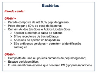 Bactérias
Parede celular
GRAM +
• Parede composta de até 90% peptideoglicano;
• Pode chegar a 50% do peso da bactéria;
• Contém Ácidos teicóicos e Ácidos Lipoteicóicos:
 Facilitar a entrada e saída de cátions
 Sítios receptores de bacteriófagos
 Adesinas ao epitélio do hospedeiro
 São antígenos celulares – permitem a identificação
sorológica
GRAM -
• Composta de uma ou poucas camadas de peptideoglicano;
• Espaço periplasmático;
• E uma membrana externa que contem LPS (lipopolissacarídeo).
 