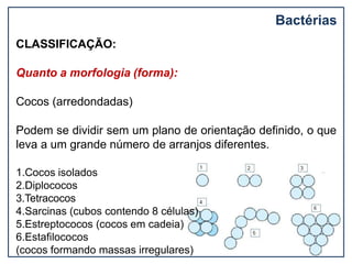 CLASSIFICAÇÃO:
Quanto a morfologia (forma):
Cocos (arredondadas)
Podem se dividir sem um plano de orientação definido, o que
leva a um grande número de arranjos diferentes.
1.Cocos isolados
2.Diplococos
3.Tetracocos
4.Sarcinas (cubos contendo 8 células)
5.Estreptococos (cocos em cadeia)
6.Estafilococos
(cocos formando massas irregulares)
Bactérias
 