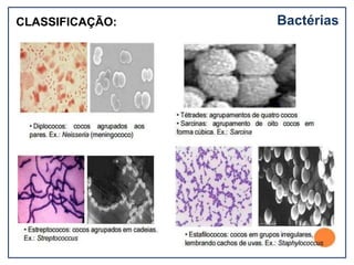 CLASSIFICAÇÃO: Bactérias
 