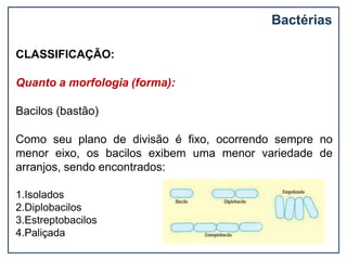 CLASSIFICAÇÃO:
Quanto a morfologia (forma):
Bacilos (bastão)
Como seu plano de divisão é fixo, ocorrendo sempre no
menor eixo, os bacilos exibem uma menor variedade de
arranjos, sendo encontrados:
1.Isolados
2.Diplobacilos
3.Estreptobacilos
4.Paliçada
Bactérias
 