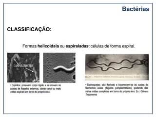 CLASSIFICAÇÃO:
Bactérias
 