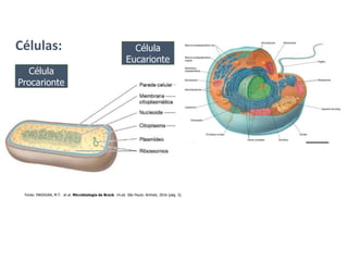 Células:
Célula
Procarionte
Fonte: MADIGAN, M.T. et al. Microbiologia de Brock. 14.ed. São Paulo: Artmed, 2016 (pág. 3).
Célula
Eucarionte
 