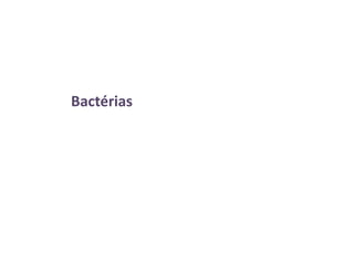 Bactérias
 