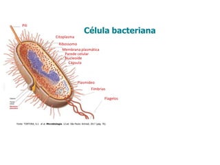 Citoplasma
Ribossomo
Membrana plasmática
Parede celular
Nucleoide
Cápsula
Pili
Plasmídeo
Fímbrias
Flagelos
Fonte: TORTORA, G.J. et al. Microbiologia. 12.ed. São Paulo: Artmed, 2017 (pág. 76).
Célula bacteriana
 