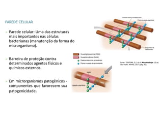 PAREDE CELULAR
 Parede celular: Uma das estruturas
mais importantes nas células
bacterianas (manutenção da forma do
microrganismo).
 Barreira de proteção contra
determinados agentes físicos e
químicos externos.
 Em microrganismos patogênicos -
componentes que favorecem sua
patogenicidade.
Fonte: TORTORA, G.J. et al. Microbiologia. 12.ed.
São Paulo: Artmed, 2017 (pág. 82).
 