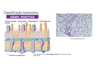 GRAM- POSITIVA
Fonte: MADIGAN, M.T. et al. Microbiologia de Brock. 14.ed. São Paulo: Artmed,
2016 (pág. 44).
Fonte: http:shutterstock.com.br
Classificação bacteriana
 