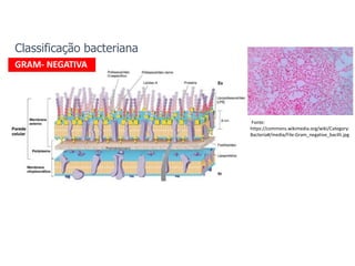 Classificação bacteriana
GRAM- NEGATIVA
Fonte:
https://commons.wikimedia.org/wiki/Category:
Bacteria#/media/File:Gram_negative_bacilli.jpg
 