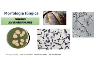 Morfologia fúngica
FUNGOS
LEVEDURIFORMES
Fonte: http://bit.ly/32BFOKe.
Fonte: http://bit.ly/2OlYydZ Fonte: http://bit.ly/2Z5nkzF
Fonte: http://bit.ly/2Gs0zPk
 
