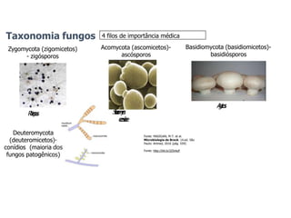4 filos de importância médica
Zygomycota (zigomicetos)
- zigósporos
R
h
i
z
o
p
u
s
Acomycota (ascomicetos)-
ascósporos
S
a
c
c
h
a
r
o
m
y
c
e
s
c
e
r
e
v
i
s
i
a
e
Basidiomycota (basidiomicetos)-
basidiósporos
A
g
a
r
i
c
u
s
Deuteromycota
(deuteromicetos)-
conídios (maioria dos
fungos patogênicos)
Fonte: MADIGAN, M.T. et al.
Microbiologia de Brock. 14.ed. São
Paulo: Artmed, 2016 (pág. 559)
Fonte: http://bit.ly/2Z5nkzF
Taxonomia fungos
 