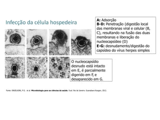 Infecção da célula hospedeira A: Adsorção
B-D: Penetração (digestão local
das membranas viral e celular (B,
C), resultando na fusão das duas
membranas e liberação do
nucleocapsídeo (D)
E-G: desnudamento/digestão do
capsídeo do vírus herpes simples
O nucleocapsídio
desnudo está intacto
em E, é parcialmente
digerido em F
, e
desaparecido em G.
Fonte: ENGELKIRK, P.G. et al. Microbiologia para as ciências da saúde. 9.ed. Rio de Janeiro: Guanabara Koogan, 2012.
 