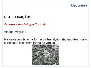 CLASSIFICAÇÃO:
Quanto a morfologia (forma):
Vibrião (vírgula)
Na verdade são uma forma de transição, são espirilos muito
curtos que assumem forma de vírgula.
Bactérias
 