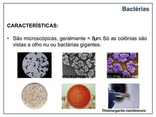 Bactérias
CARACTERÍSTICAS:
• São microscópicas, geralmente < 8μm. Só as colônias são
vistas a olho nu ou bactérias gigantes.
Thiomargarita namibiensis
 