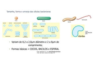 Tamanho, forma e arranjo das células bacterianas
 Variam de 0,2 a 2,0µm diâmetro e 2 a 8µm de
comprimento;
 Formas básicas » COCOS, BACILOS e ESPIRAL
Fonte: MADIGAN, M.T. et al. Microbiologia de Brock.
14.ed. São Paulo: Artmed, 2016 (pág. 33).
Vibriões
Fonte:
http://bit.ly/30v
gUKL
 