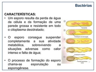 Bactérias
CARACTERÍSTICAS:
• Um esporo resulta da perda de água
da célula e da formação de uma
parede grossa e resistente em todo
o citoplasma desidratado;
• O esporo consegue suspender
atividade
completamente a sua
metabólica, sobrevivendo a
como calor
situações adversas
intenso e falta de água;
• O processo de formação do esporo
chama-se esporulação ou
esporogênese.
 