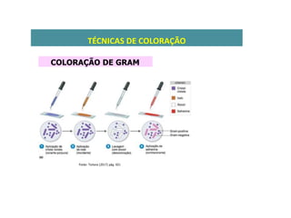 TÉCNICAS DE COLORAÇÃO
Fonte: Tortora (2017) pág. 651
COLORAÇÃO DE GRAM
 