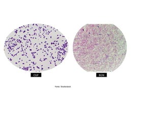 CGP BGN
Fonte: Shutterstock
 