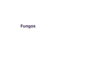 Fungos
 