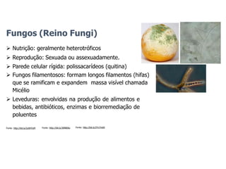  Nutrição: geralmente heterotróficos
 Reprodução: Sexuada ou assexuadamente.
 Parede celular rígida: polissacarídeos (quitina)
 Fungos filamentosos: formam longos filamentos (hifas)
que se ramificam e expandem massa visível chamada
Micélio
 Leveduras: envolvidas na produção de alimentos e
bebidas, antibióticos, enzimas e biorremediação de
poluentes
Fungos (Reino Fungi)
Fonte: http://bit.ly/2Yn7m6V
Fonte: http://bit.ly/2y0HYoM Fonte: http://bit.ly/30NBJkz
 