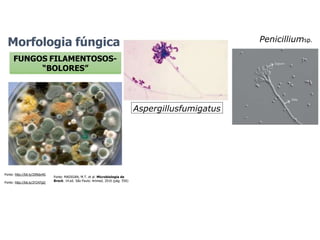 Fonte: http://bit.ly/2Y247gQ
FUNGOS FILAMENTOSOS-
“BOLORES”
Fonte: MADIGAN, M.T. et al. Microbiologia de
Brock. 14.ed. São Paulo: Artmed, 2016 (pág. 556)
Aspergillusfumigatus
Fonte: http://bit.ly/2XNdx4G
Penicilliumsp.
Morfologia fúngica
 