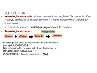 CICLO DE VIDA
• Reprodução assexuada: - Crescimento e disseminação de filamentos de hifas;
Produção assexuada de esporos (conídios); Simples divisão celular (leveduras-
brotamento)
 Esporos assexuais: conidióforos (produtores de conídios)
• Reprodução sexuada:
Célula n Célula n Célula 2n
Meiose/Mitose
Esporos n
Esporos produzidos no interior de um saco fechado
(asco) ASCÓSPOROS
Nas extremidades de uma estrutura claviforme 
BASIDIÓSPOROS (basídio)
ZÍGÓSPOROS fungos zigomicetos (
R
h
i
z
o
p
u
s
)
 