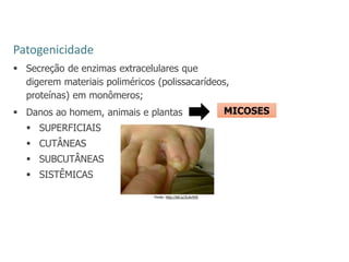 Patogenicidade
 Secreção de enzimas extracelulares que
digerem materiais poliméricos (polissacarídeos,
proteínas) em monômeros;
 Danos ao homem, animais e plantas
 SUPERFICIAIS
 CUTÂNEAS
 SUBCUTÂNEAS
 SISTÊMICAS
MICOSES
Fonte: http://bit.ly/2LAvVHI
 