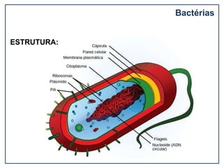 Bactérias
ESTRUTURA:
 