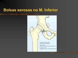 Bolsas serosas no M. Inferior
 