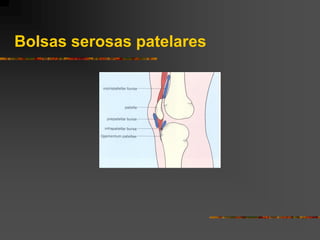 Bolsas serosas patelares
 