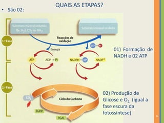 • São 02:

QUAIS AS ETAPAS?

01) Formação de
NADH e 02 ATP

11

02) Produção de
Glicose e O2, (igual a
fase escura da
fotossíntese)

 