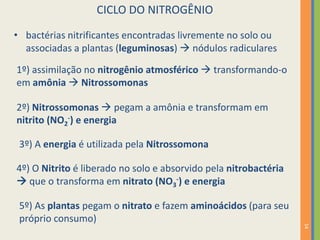 CICLO DO NITROGÊNIO
• bactérias nitrificantes encontradas livremente no solo ou
associadas a plantas (leguminosas)  nódulos radiculares
1º) assimilação no nitrogênio atmosférico  transformando-o
em amônia  Nitrossomonas
2º) Nitrossomonas  pegam a amônia e transformam em
nitrito (NO2-) e energia
3º) A energia é utilizada pela Nitrossomona
4º) O Nitrito é liberado no solo e absorvido pela nitrobactéria
 que o transforma em nitrato (NO3-) e energia

14

5º) As plantas pegam o nitrato e fazem aminoácidos (para seu
próprio consumo)

 