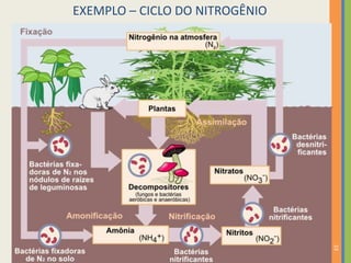 EXEMPLO – CICLO DO NITROGÊNIO

23

 