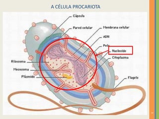 A CÉLULA PROCARIOTA

3

 