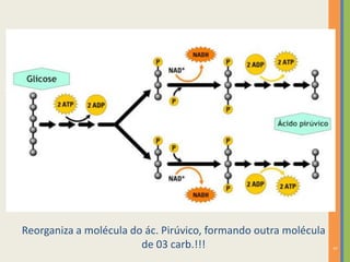 5

Reorganiza a molécula do ác. Pirúvico, formando outra molécula
de 03 carb.!!!

 