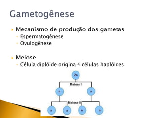  Mecanismo de produção dos gametas
◦ Espermatogênese
◦ Ovulogênese
 Meiose
◦ Célula diplóide origina 4 células haplóides
 