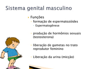  Funções
◦ formação de espermatozóides
 Espermatogênese
◦ produção de hormônios sexuais
(testosterona)
◦ liberação de gametas no trato
reprodutor feminino
◦ Liberação da urina (micção)
 