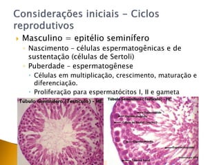  Masculino = epitélio seminífero
◦ Nascimento – células espermatogênicas e de
sustentação (células de Sertoli)
◦ Puberdade – espermatogênese
 Células em multiplicação, crescimento, maturação e
diferenciação.
 Proliferação para espermatócitos I, II e gameta
 