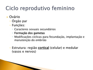  Ovário
◦ Órgão par
◦ Funções:
 Caracteres sexuais secundários
 Formação dos gametas
 Modificações cíclicas para fecundação, implantação e
manutenção do embrião
◦ Estrutura: região cortical (celular) e medular
(vasos e nervos)
 