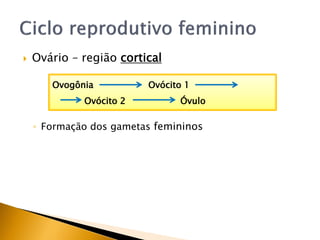  Ovário – região cortical
◦ Formação dos gametas femininos
Ovogônia Ovócito 1
Ovócito 2 Óvulo
 
