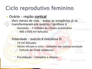  Ovário – região cortical
◦ Dois meses de vida – todas as ovogônias já se
transformaram em ovócito I (prófase I)
 Humanos – 2 milhões de células primordiais
 400 a 600 mil folículos
◦ Puberdade – ovócito II (metáfase II)
 10 mil folículos
 Vários iniciam o ciclo – somente um realiza ovulação
 Folículo de Graaf (maduros)
 Fecundação – completa a meiose
 