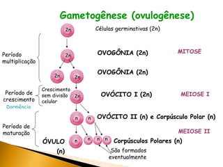 Gametogênese (ovulogênese)
Células germinativas (2n)
2n
2n 2n
n n
n n n n
2n
MITOSE
MEIOSE I
MEIOSE II
Período
multiplicação
Crescimento
sem divisão
celular
2n
Período de
crescimento
Período de
maturação
OVOGÔNIA (2n)
OVÓCITO I (2n)
OVÓCITO II (n) e Corpúsculo Polar (n)
Corpúsculos Polares (n)ÓVULO
(n)
OVOGÔNIA (2n)
São formados
eventualmente
Dormência
 