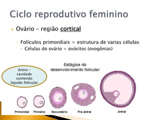  Ovário – região cortical
◦ Folículos primordiais = estrutura de varias células
 Células do ovário + ovócitos (ovogônias)
Antro –
cavidade
contendo
liquido folicular
 