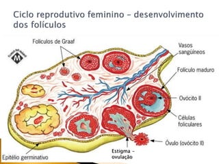 Estigma -
ovulação
 