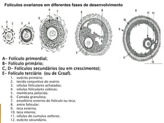 Folículos ovarianos em diferentes fases de desenvolvimento
A- Folículo primordial;
B- Folículo primário;
C, D- Folículos secundários (ou em crescimento);
E- Folículo terciário (ou de Graaf).
1. ovócito primário;
2. tecido conjuntivo do ovário;
3. células foliculares achatadas;
4. células foliculares cúbicas;
5. membrana pelúcida;
6. Camada granulosa;
7. envoltório externo do folículo ou teca;
8. antro folicular;
9. teca externa;
10. teca interna;
11. células do cumulus ooforos;
12. ovócito secundário.
 